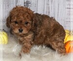 Small #1 Cavapoo-Poodle (Standard) Mix