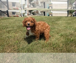 Cavapoo Puppy for sale in GOSHEN, IN, USA