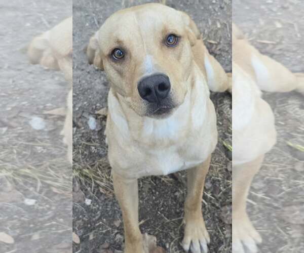 Medium Photo #4 Labrador Retriever-Unknown Mix Puppy For Sale in Alexander, AR, USA