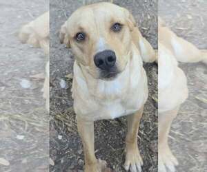 Joe - Male Labrador Retriever-Unknown Mix Dog for Adoption - Photo #4