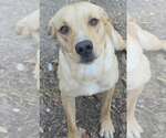 Small Photo #4 Labrador Retriever-Unknown Mix Puppy For Sale in Alexander, AR, USA