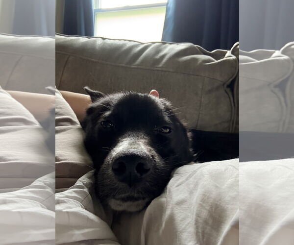 Medium Photo #9 Border Collie-Unknown Mix Puppy For Sale in Doylestown, PA, USA