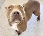 Small #1 American Pit Bull Terrier