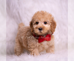 Small Photo #72 Goldendoodle (Miniature) Puppy For Sale in WARSAW, IN, USA