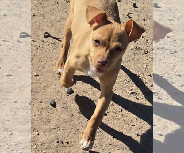 Medium Photo #6 Miniature Pinscher Puppy For Sale in Peralta, NM, USA