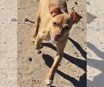 Small #5 Miniature Pinscher