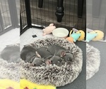 Small French Bulldog