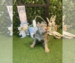 Puppy Puppy 5 Pharaoh American Bully