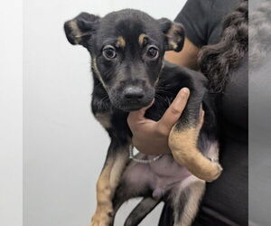 Mutt Dogs for adoption in Chico, CA, USA