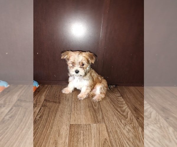 Medium Photo #10 Yorkshire Terrier Puppy For Sale in LAPEER, MI, USA