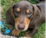 Small #1 Dachshund