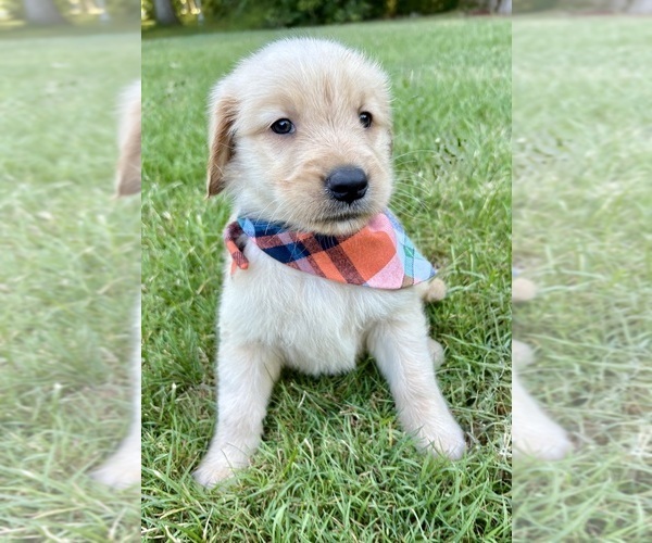 Medium Photo #7 Golden Retriever Puppy For Sale in FAIR HAVEN, MI, USA