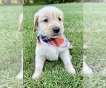 Small #6 Golden Retriever
