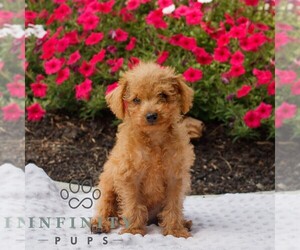 Goldendoodle (Miniature) Puppy for sale in OXFORD, PA, USA