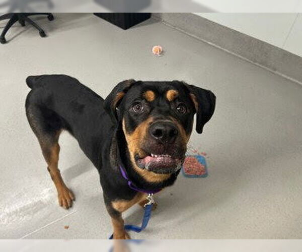 Medium Photo #6 Rottweiler Puppy For Sale in Hillsboro, NH, USA