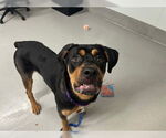 Small #5 Rottweiler