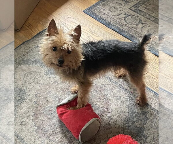 Medium Photo #4 Mutt Puppy For Sale in Rochester, NY, USA