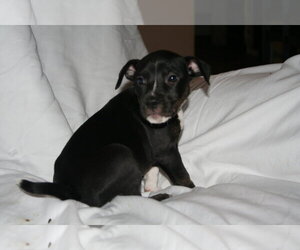 Willow- Brynns litter - Female American Staffordshire Terrier-Unknown Mix Dog for Adoption - Photo #14