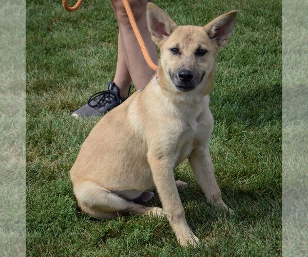 Medium Photo #3 Shepradors Puppy For Sale in Huntley, IL, USA