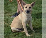 Small #2 Shepradors