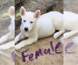 Siberian Husky Puppy for sale in WILLIAMSBURG, VA, USA
