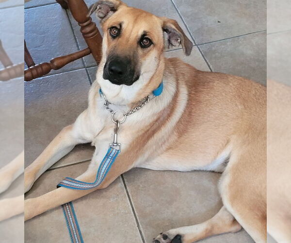 Medium Photo #2 Mutt Puppy For Sale in Oro Medonte, Ontario, Canada