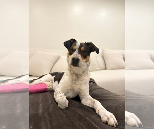 Medium Photo #1 Mutt Puppy For Sale in MIDWAY, UT, USA