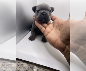 French Bulldog Puppy for sale in ATLANTA, GA, USA