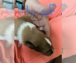 Small Photo #2 Collie Puppy For Sale in CHATTANOOGA, TN, USA