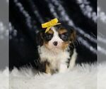 Small #4 Cavalier King Charles Spaniel