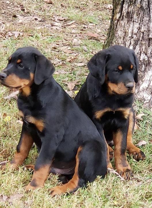 Medium Photo #9 Rottweiler Puppy For Sale in WESLEY, AR, USA