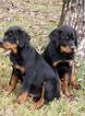 Small Photo #9 Rottweiler Puppy For Sale in WESLEY, AR, USA
