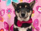 Small Photo #1 Shiba Inu Puppy For Sale in ELDORA, PA, USA