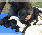 Small Photo #8 Labrador Retriever Puppy For Sale in ORANGE, MA, USA