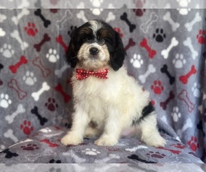 Cavapoo Puppy for sale in LAKELAND, FL, USA