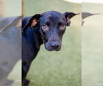 Small #3 Labrador Retriever Mix
