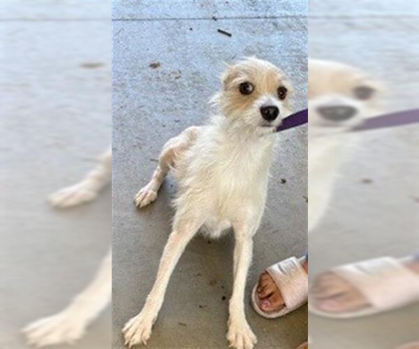 Medium Photo #1 Chihuahua Puppy For Sale in San Martin, CA, USA