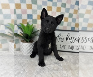 German Shepherd Dog Puppy for sale in FRANKLIN, IN, USA