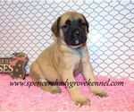 Small #1 Mastiff