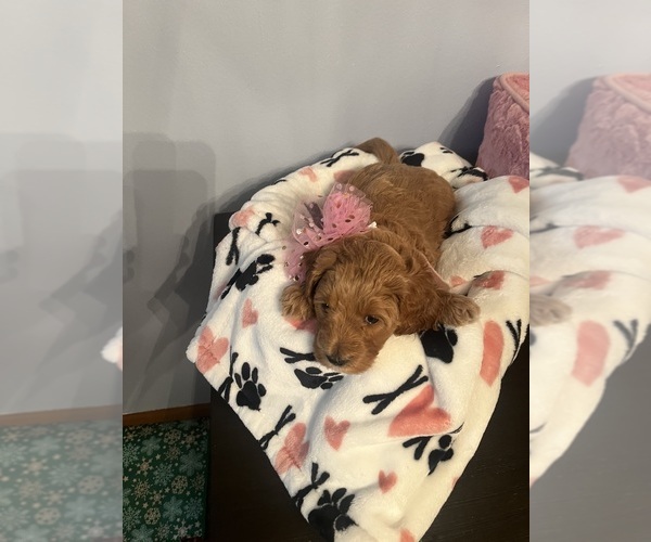 Medium Photo #2 Goldendoodle (Miniature) Puppy For Sale in LOVES PARK, IL, USA