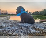 Small #1 Miniature Australian Shepherd-Poodle (Toy) Mix