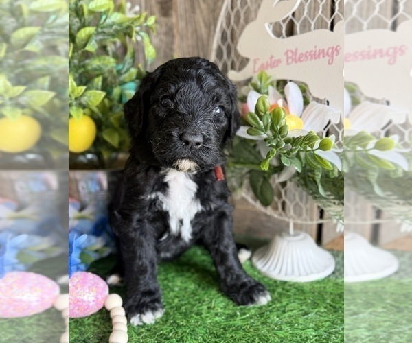 Medium Photo #10 Saint Berdoodle Puppy For Sale in PAW PAW, MI, USA