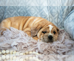 Small Photo #10 Beabull Puppy For Sale in MILLERSBURG, OH, USA