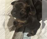 Puppy Puppy 2 Chihuahua-Chiweenie Mix