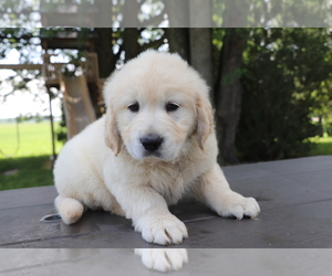 Golden Retriever Puppy for sale in SHILOH, OH, USA