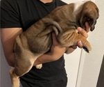 Small Photo #5 English Bulldog Puppy For Sale in MISSION VIEJO, CA, USA