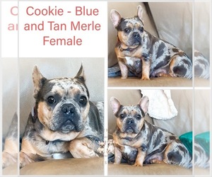 Mother of the French Bulldog puppies born on 08/12/2026