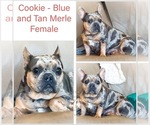 Small Photo #1 French Bulldog Puppy For Sale in FORT WORTH, TX, USA