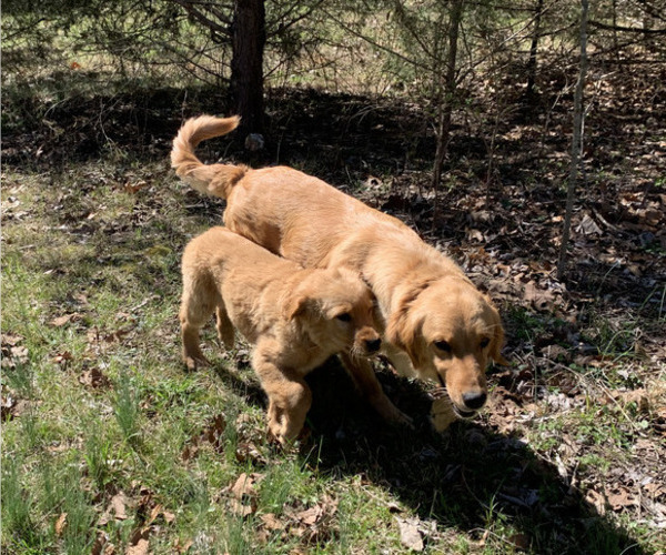 Medium Photo #1 Golden Retriever Puppy For Sale in CLEVER, MO, USA