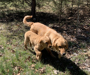 Mother of the Golden Retriever puppies born on 08/14/2025
